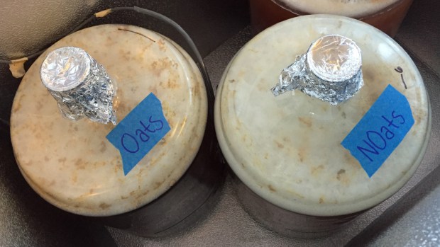 12_oatsVSnoats_ferm1day