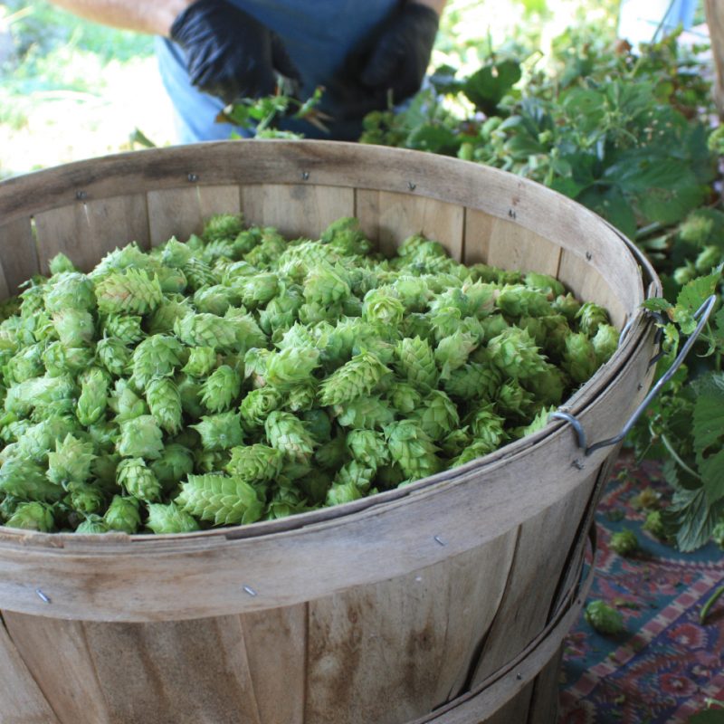 homegrown hops