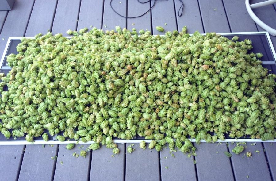drying hops on an oast